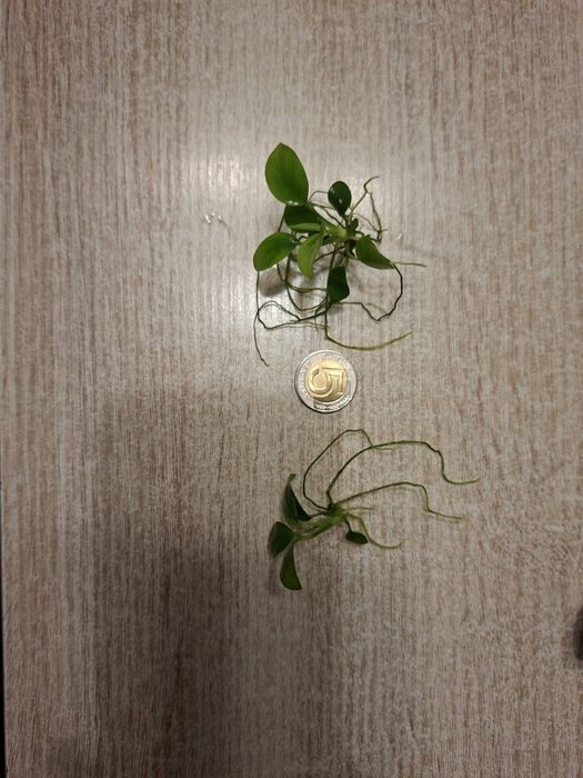 Anubias barterii 12 szt.