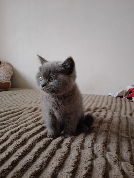 Чистокровне шотландське прямовухе кошеня (Scottish Fold)