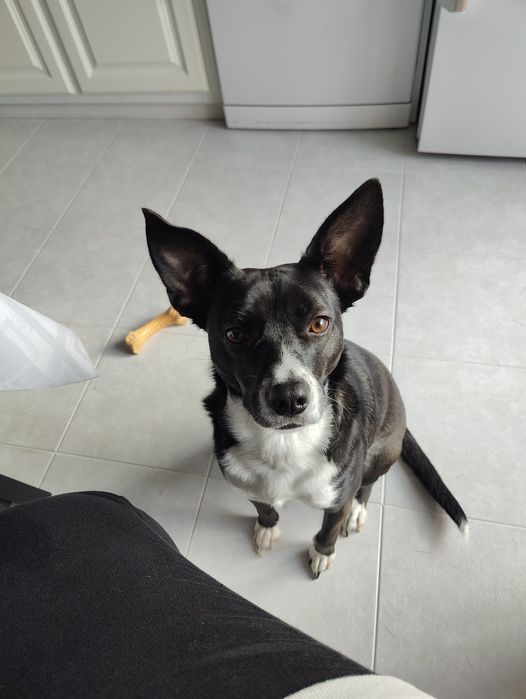 Cadela com 1 ano para adoção responsável