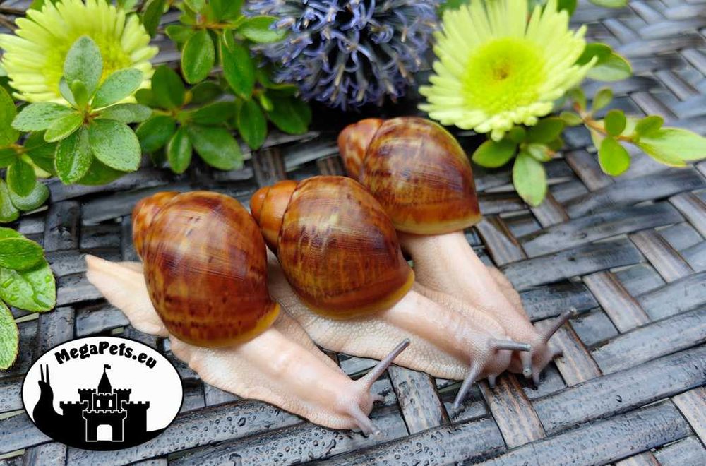 Archachatina ventricosa standard ślimaki olbrzymie afrykańskie terra