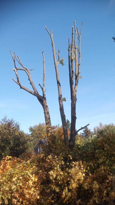 Usługi podnośnikiem koszowym 20 m roboczych