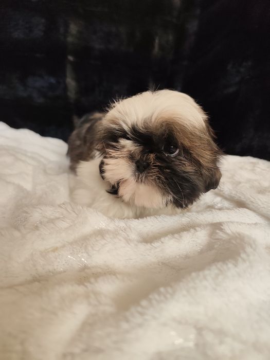Shih Tzu -suczka