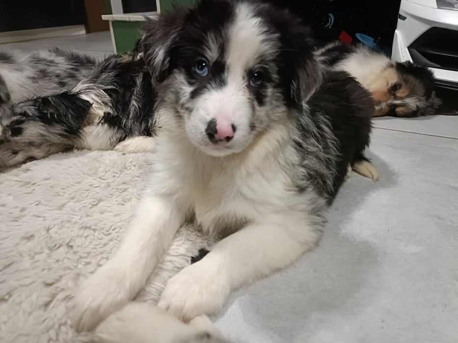 Samiec Blue Merle chłopak Border Collie