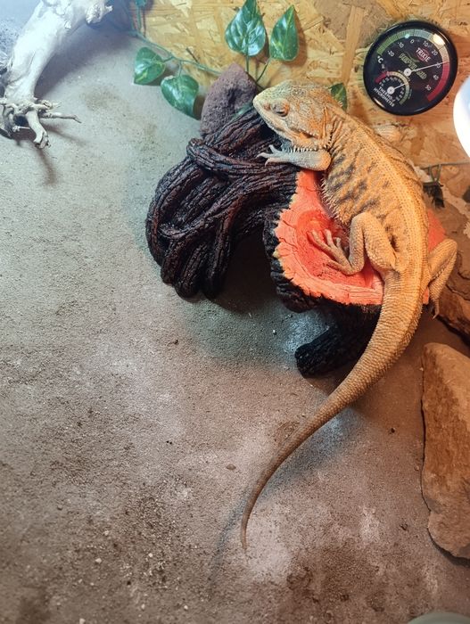 Terrarium z Agamą brodatą + GRATISY