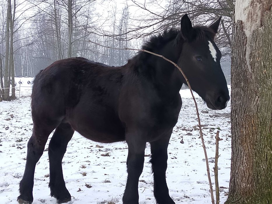 Źrebak zimnokrwisty