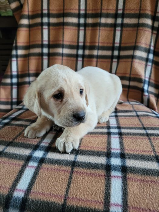 Piesek Labrador Retriever