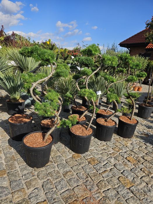 Laurowisnia On Fire,Nowita, Drzewa oliwne, Yucca rostrara