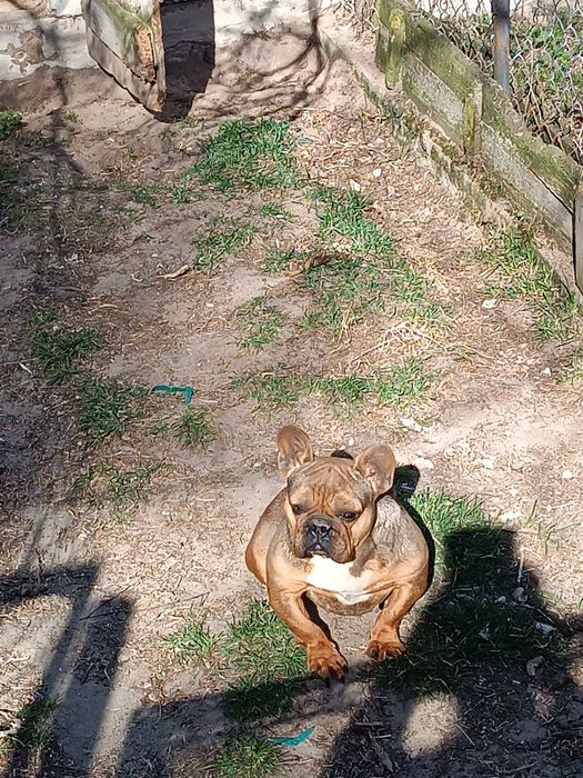 Buldog francuski suczka