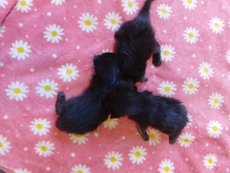 Котята бесплатно