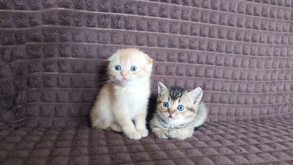 Шотландські кошенята золота шиншила