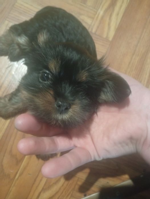 Цуценята пекінеса – пухнасті малюки шукають люблячу родину