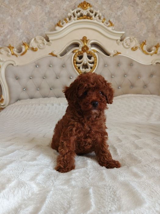 Очень красивые дети Той