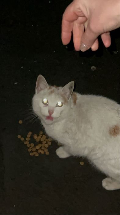Сос!ищу дом кошечке!