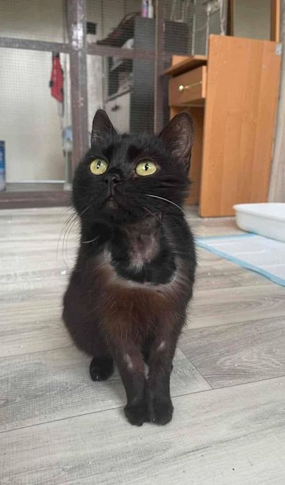 Yoko szuka kochającego domu