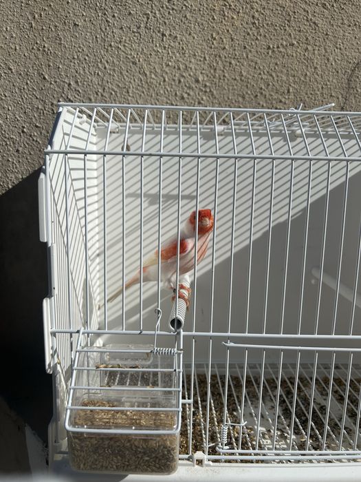 Canario mosaico vermelho