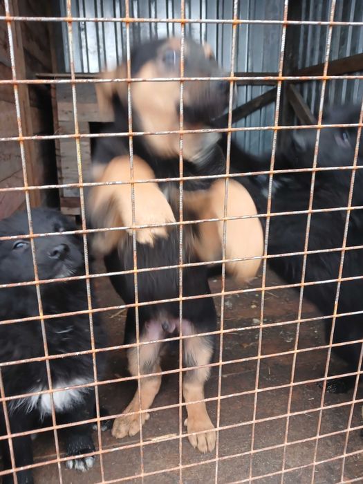 Цуценята безкоштовно