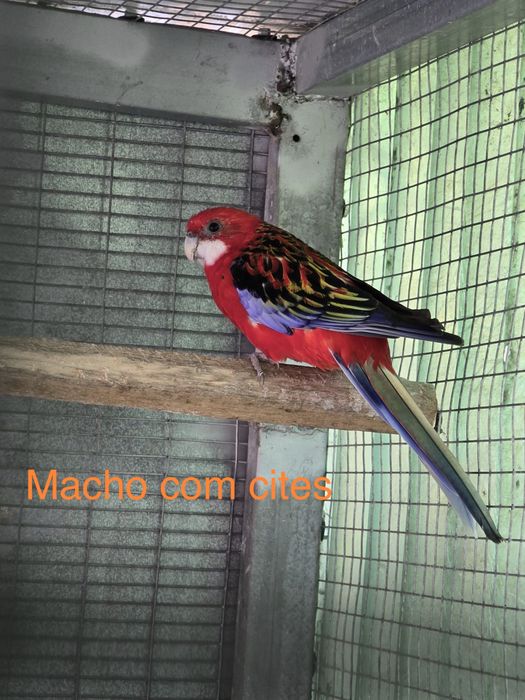 Casal de roselas e um macho