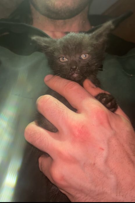 Котики у родину.Котик.Киця