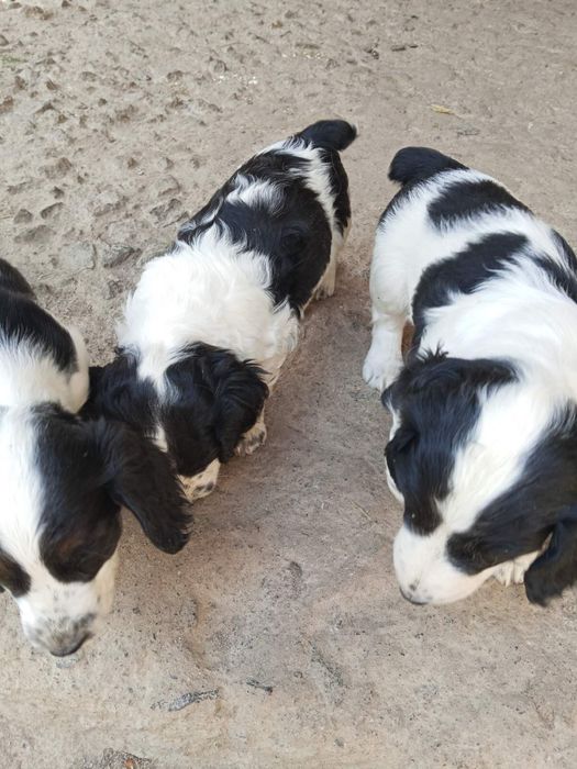 Продам щенят Спаніельчиків