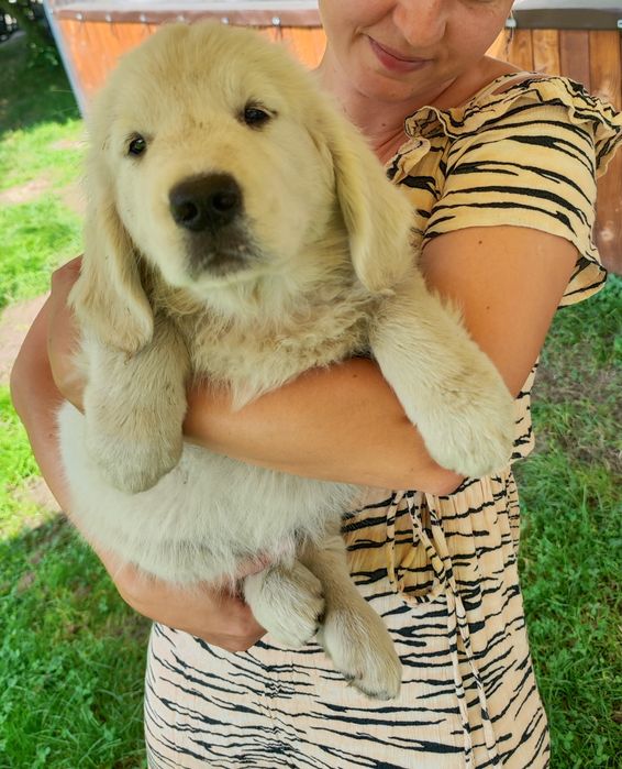Золотистий ретривер цуценята golden retriever