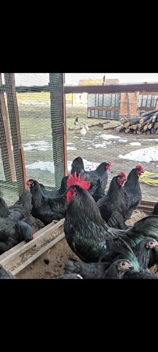 Jajka lęgowe australorp czarny