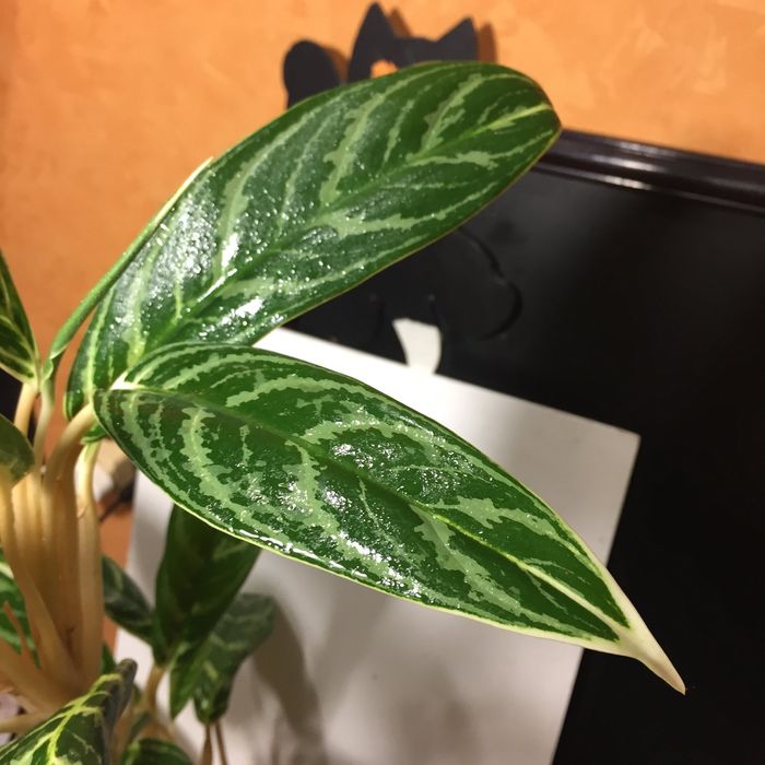 Большая аглаонем ,куст .