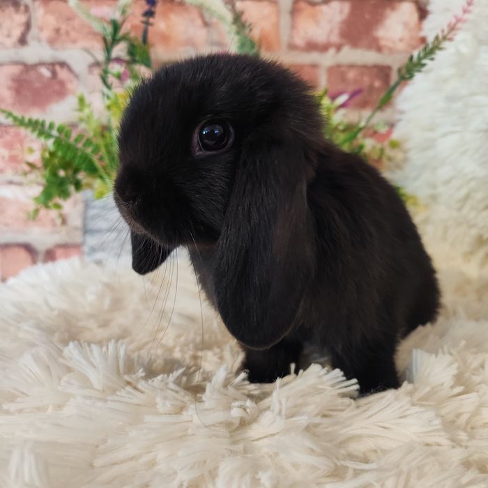 Króliczki mini lop
