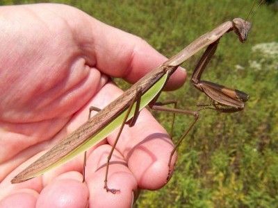 Modliszka CHIŃSKA Prawdziwy zabójca