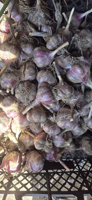 Продам часник домашній