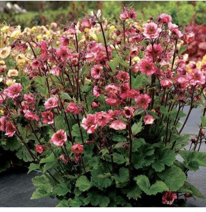 Гравилат городской цветы