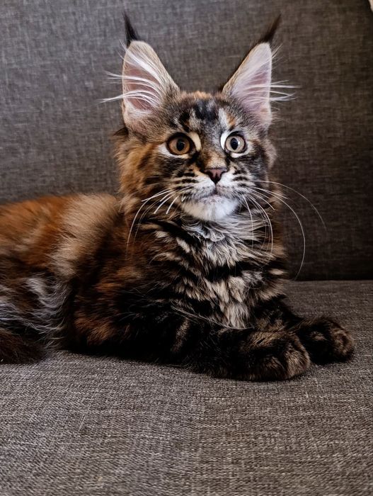 Мейн Кун дівчатка