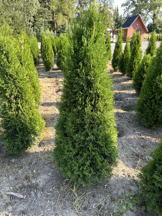 Tuja thuje szmaragd szmaragdy sadzenie transport