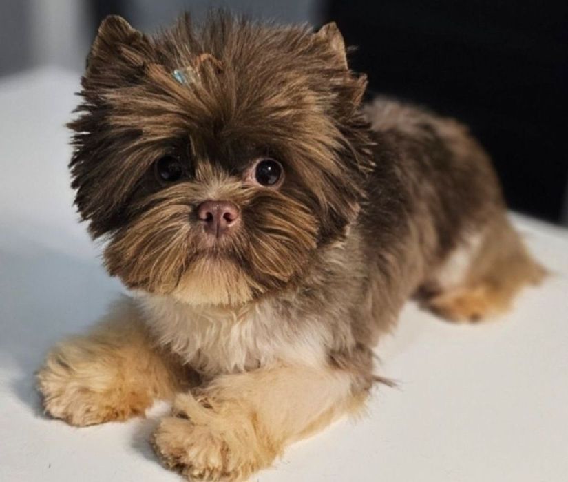 Przepiękny piesek o urodzie lalki Chocolate White York