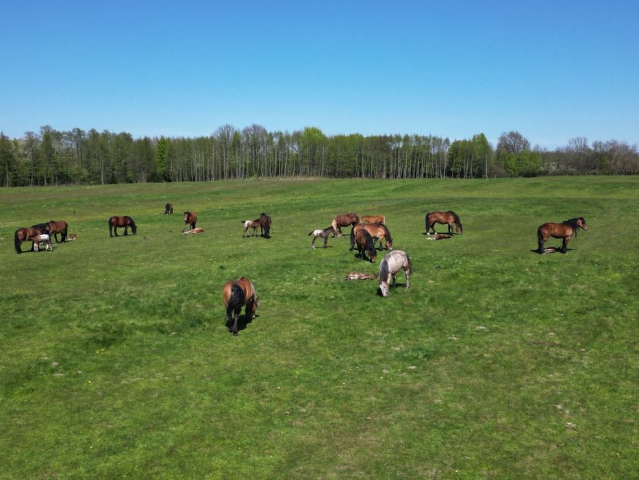 Klacz rasy zimnokrwistej