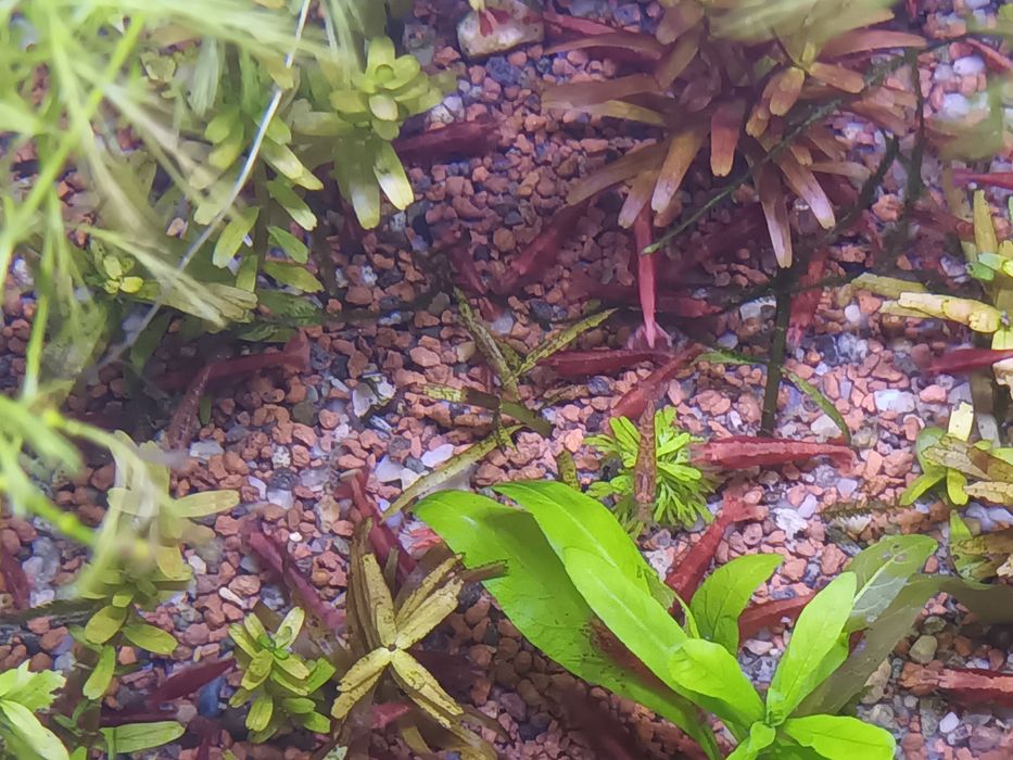 Camarões e plantas