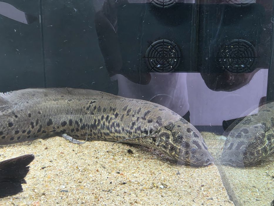 Protopterus Annectens 50cm