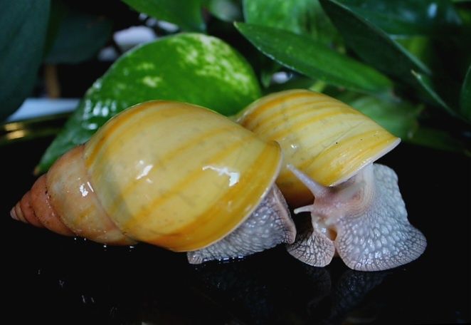 Lissachatina fulica rodatzi ślimak afrykański