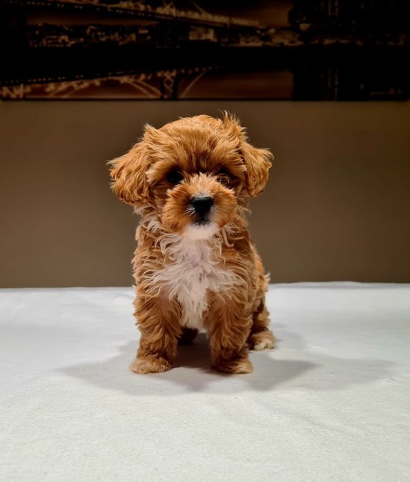 MALTIPOO * Dziewczynka * Red * HYBRYDA *( Maltańczyk & Pudel toy)*