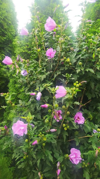 ładny hibiskus ok 70cm