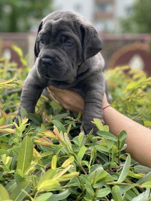Щастя поруч Львівському питомнику-Cane corso