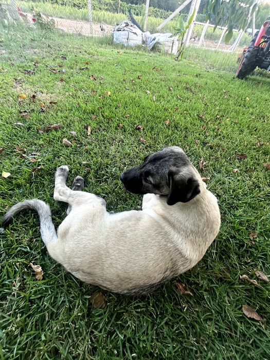 Cão KANGAL (Protetor de Gado)