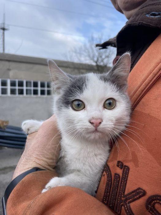 Кошечка/котенок/ бесплатно