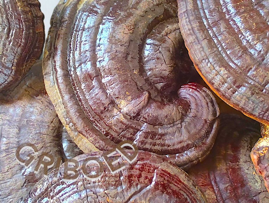 ТРИ В ОДНОМ - по 100г Ежевик гребенчатый + Рейши + Трутовик настоящий.