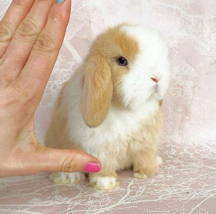 KIT Coelhos anões orelhudos, mini lop super inteligentes e dóceis