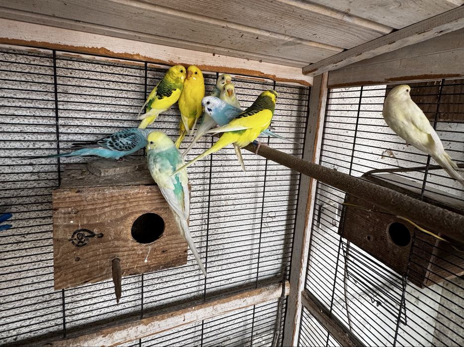 Piriquitos para criação