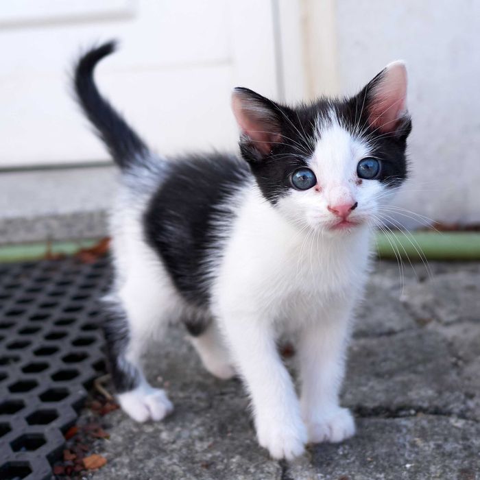 Gatinha para adoção responsável