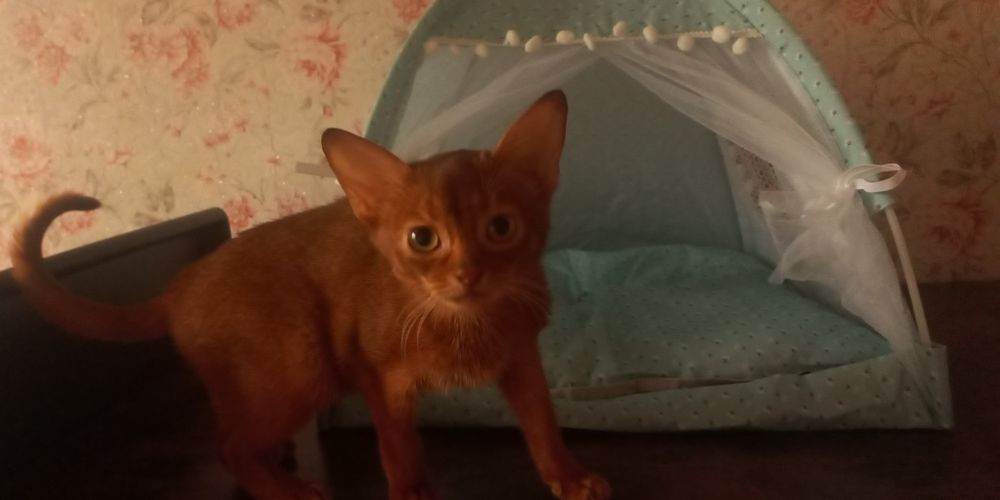 Абиссинский котёнок девочка