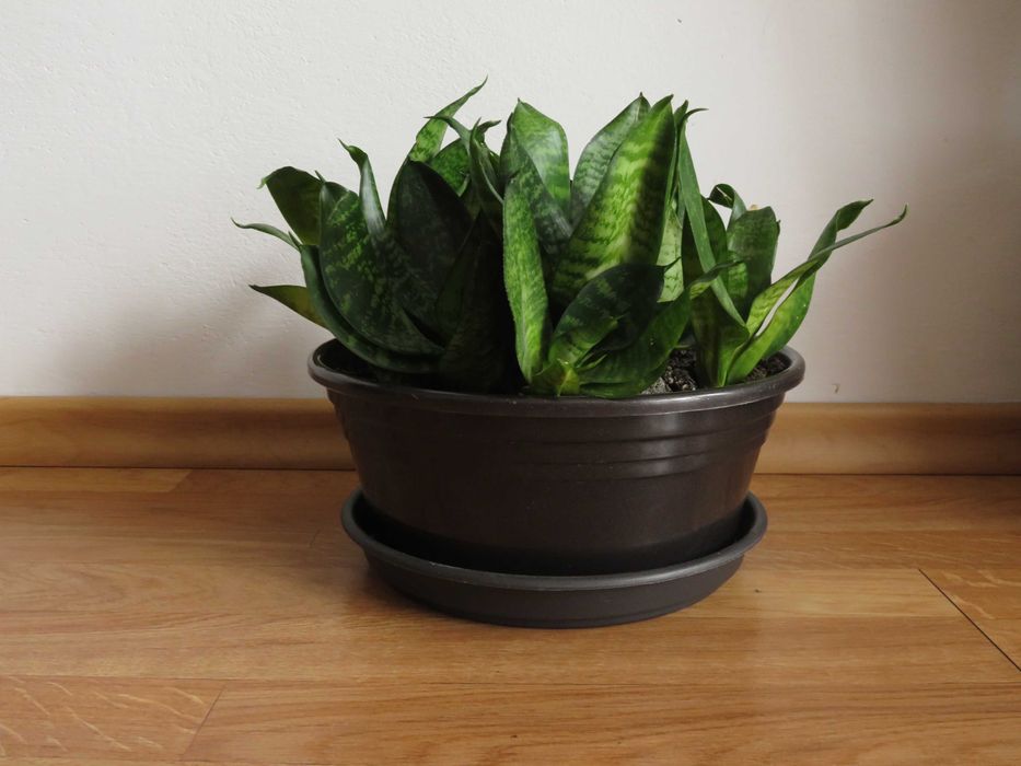 Sansevieria hahnii
