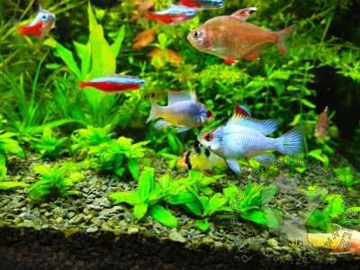 GB Pielęgnica, Pielęgniczka Ramireza Electric Blue