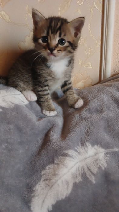 Шотландські кошенята
